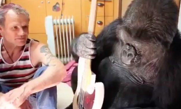 See Flea Jam Out With Koko the Gorilla (She & I are the same age exactly)