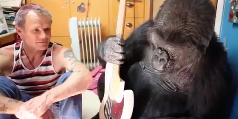 See Flea Jam Out With Koko the Gorilla (She & I are the same age exactly)
