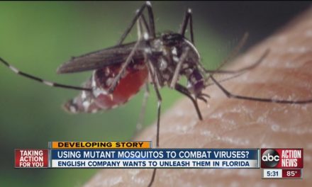 Feds Approve Releasing Millions of GMO Mosquitos in Florida, but voters decide on Nov. ballot what flies (or doesn’t)