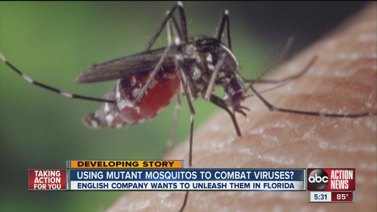 Feds Approve Releasing Millions of GMO Mosquitos in Florida, but voters decide on Nov. ballot what flies (or doesn’t)