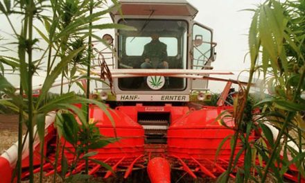 Virginia House unanimously decides industrial hemp will be legal, overriding the Feds.
