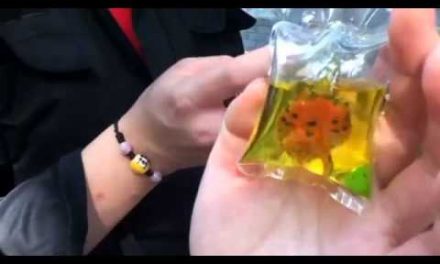 Live turtles being sold as necklaces in China