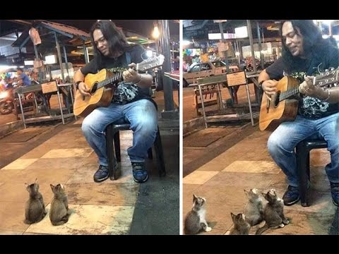 3-Month Old Kittens Come To Listen To A Street Singer People Ignored