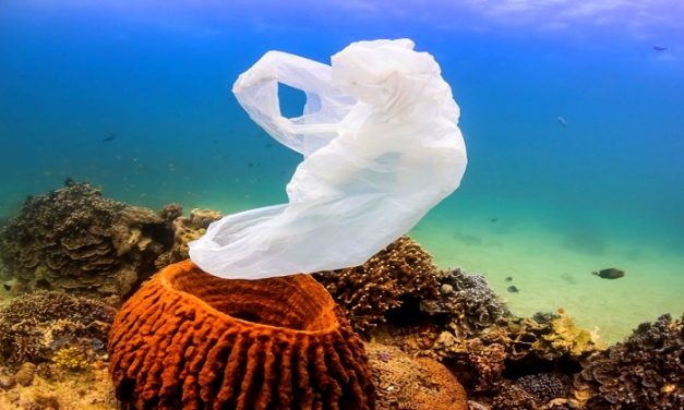 Hawaii Has Banned Plastic Bags At Grocery Checkouts!