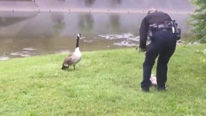 Mama Goose Quacked And Pecked At A Cop’s Car Because She Needed Help
