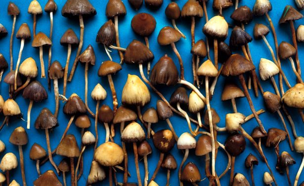 This Is What It Feels Like to Treat Depression with Magic Mushrooms