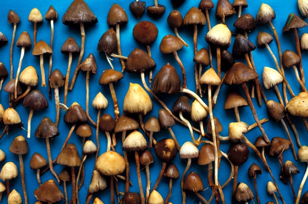 This Is What It Feels Like to Treat Depression with Magic Mushrooms