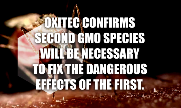 GMO Mosquitoes Increase Disease-Carrying Competitors, Require Concurrent Release of 2nd Species