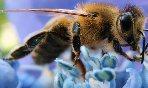 Pesticide Makers’ Own Studies Showed NEONICS KILL BEES, But They Sold Them Anyway