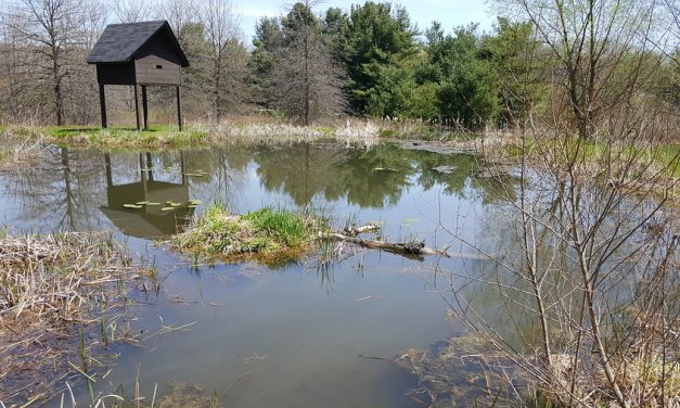 Florida Researchers Want To Replace Harmful Pesticides With Bats