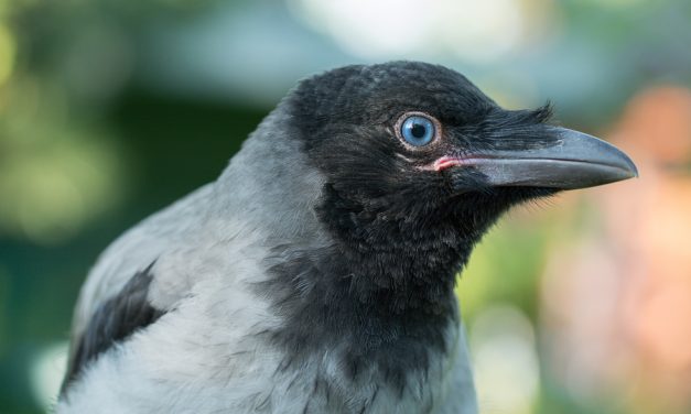 Wild Crow, Named 007, Shows Incredible Intelligence During Complex Test