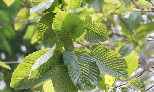 The DEA’s Crazy Kratom Ban Dresses Pharmacological Phobia In Scientific Garb