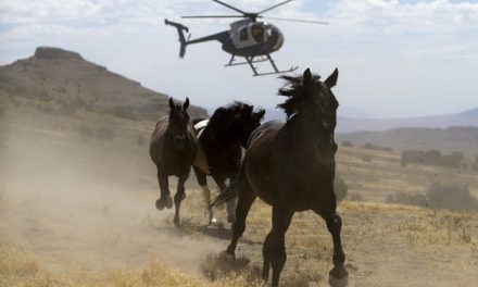 Breaking: BLM Will Not Kill 45,000 horses after Public Outcry! But We Proceed With Caution