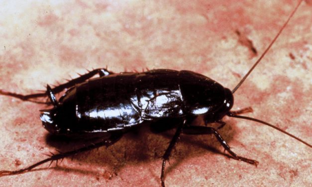 Flying cockroaches! Heat sends pests soaring