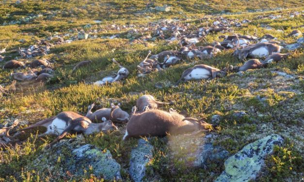 Fourth herd of animals killed by ‘freak lightning bolts’ in the last couple of months