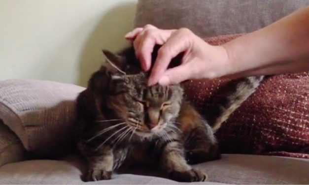 31-year-old Cat, Who Chose His Humans 26 Years Ago, is Still Going Strong