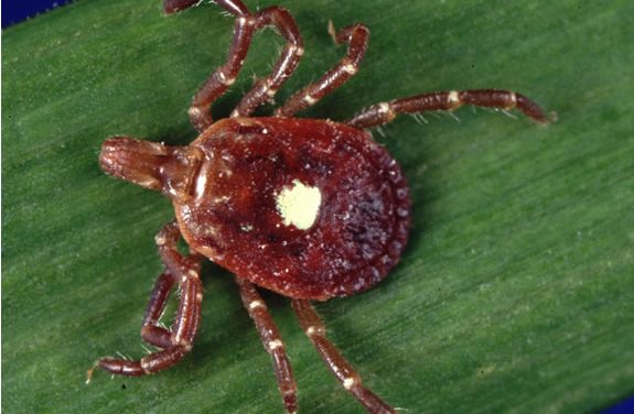 This Tiny Bug Can Make People Allergic To Red Meat