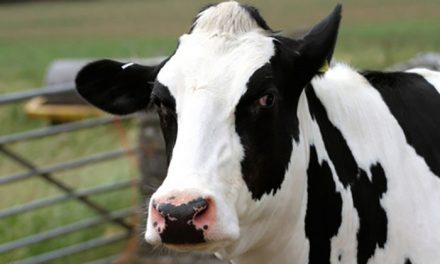 Dairy industry murdered 500,000 dairy cows just to keep milk prices high
