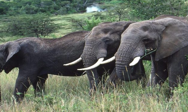 Victory! U.S. Bans The Sale Of African Elephant Ivory