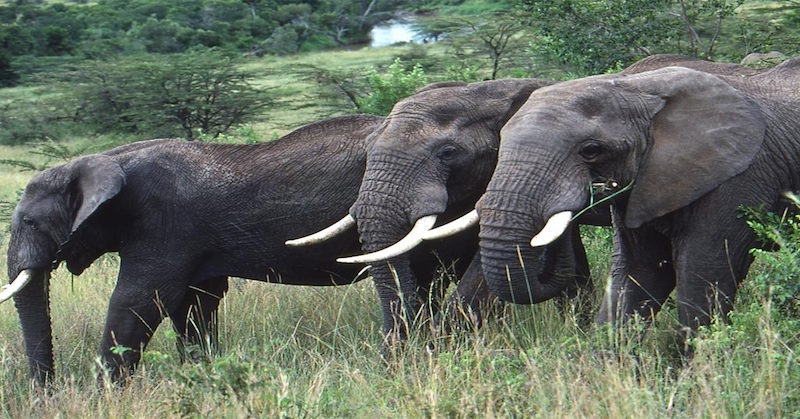 Victory! U.S. Bans The Sale Of African Elephant Ivory