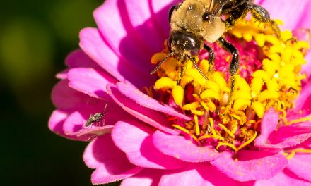 CNN: Bees placed on endangered species list — a first in the US