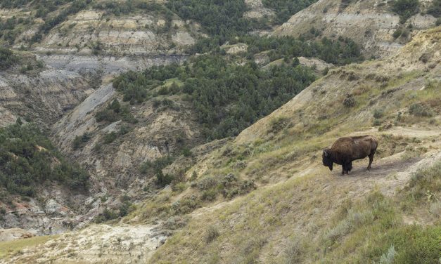 ‘Ancestors are with us’: Wild buffalo stampede North Dakota pipeline protest