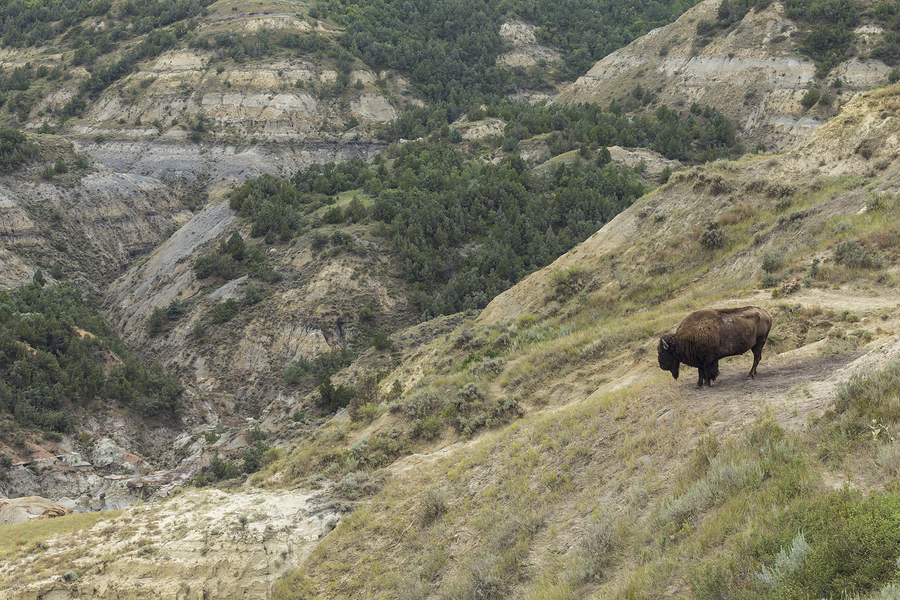 ‘Ancestors are with us’: Wild buffalo stampede North Dakota pipeline protest