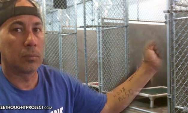 LA Times: Like a ‘Concentration Camp’ Police Mark DAPL Protesters with Numbers & Lock Them in Dog Kennels