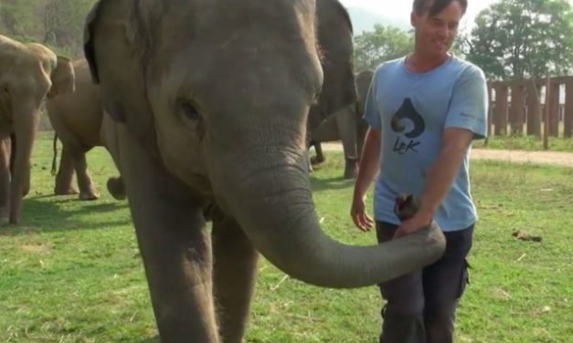 Baby elephant is so concerned about her ‘drowning’ friend