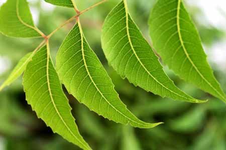 Neem Plant Suppresses Cancer and Reduces Tumours By 70 Percent