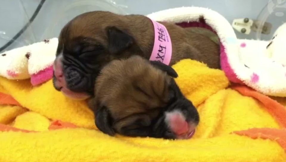 Couple Who Flew to Korea to get their Dog Cloned for £67,000 Celebrate the Birth of Two Puppies