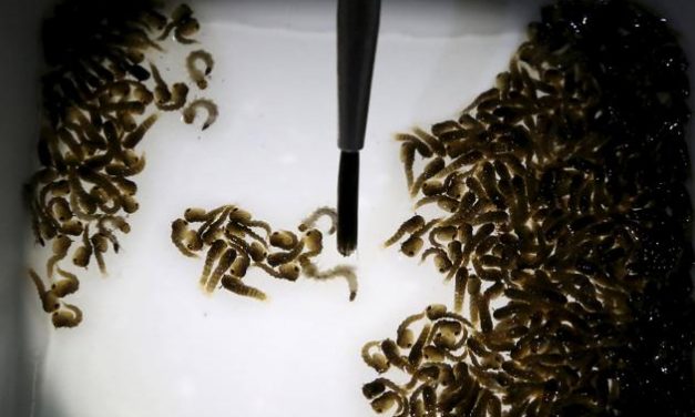 In Florida Keys, Most Voters Favor GMO Mosquito Release Experiment