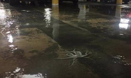 Octopus in the Parking Garage is Climate Change’s Canary in the Coal Mine