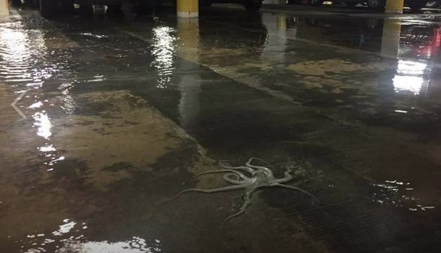 Octopus in the Parking Garage is Climate Change’s Canary in the Coal Mine