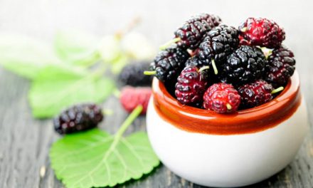 Mulberry Compound Aids Weight Loss by Activating Brown Fat