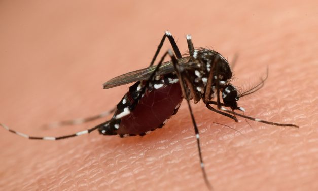 Houston Set to Become Next Battleground for GMO Mosquitoes to “Fight Zika Virus”