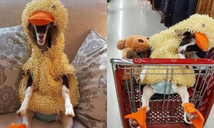 Rescue Goat With Anxiety Only Calms Down In Her Duck Costume