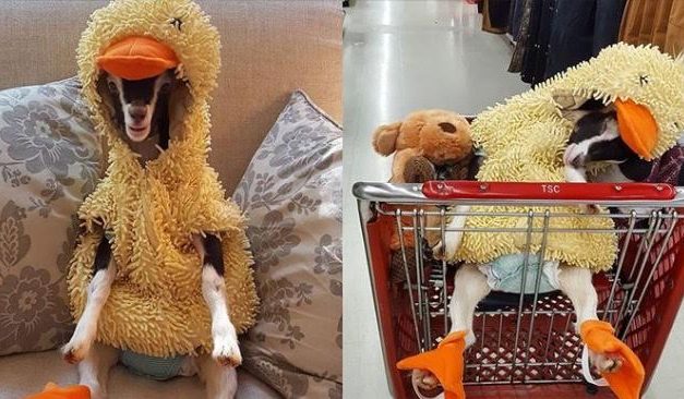 Rescue Goat With Anxiety Only Calms Down In Her Duck Costume