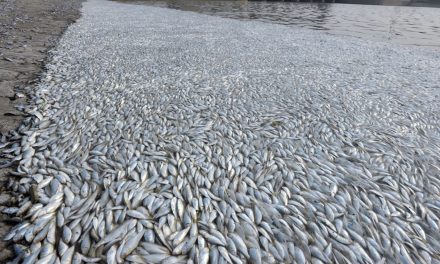 Thousands of Dead Fish Mysteriously Appear in New York Waterway