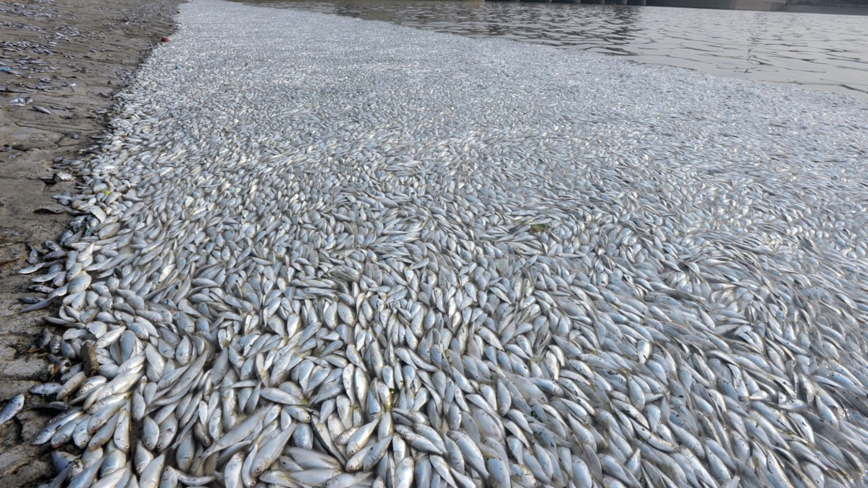 Thousands of Dead Fish Mysteriously Appear in New York Waterway