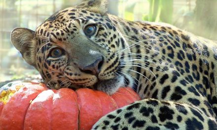 Big Cats who LOVE Pumpkins…