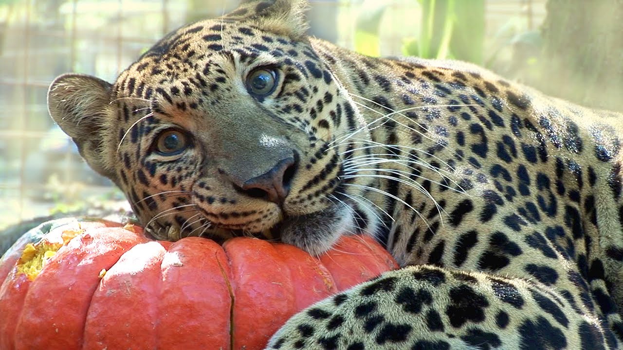 Big Cats who LOVE Pumpkins…