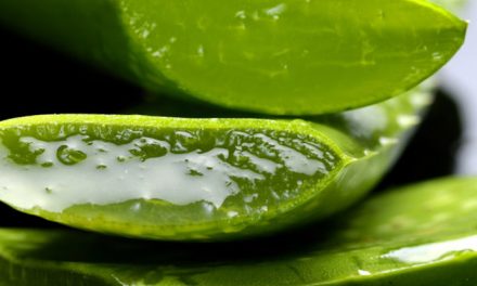 What Aloe Vera Does To Your Body: Why The Egyptians Called it The Plant of Immortality