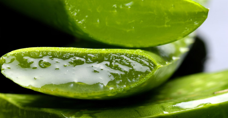 What Aloe Vera Does To Your Body: Why The Egyptians Called it The Plant of Immortality