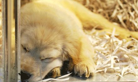 New Jersey Senate Passes a Bill Forcing New Pet Stores to Only Sell Rescue Animals