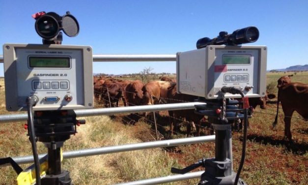 Study: Feeding Cows Seaweed Could Reduce Global Greenhouse Gas Emissions by 99%
