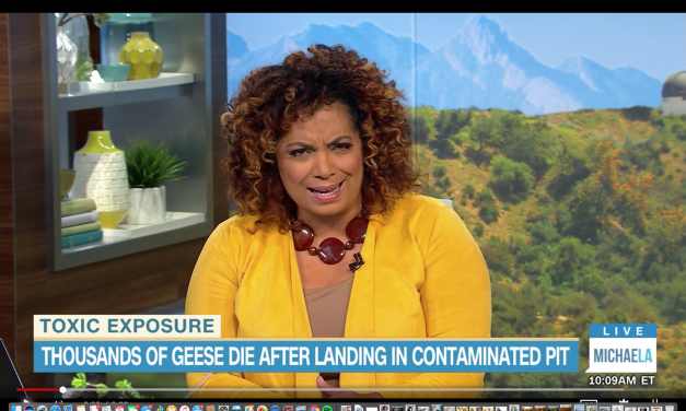 Thousands of Snow Geese Die in Toxic Pit in Monanta