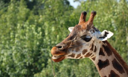 Giraffes Face Silent Extinction as Population Shrinks