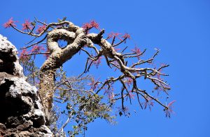 Boswellia tree, a frankincense tree in blossom