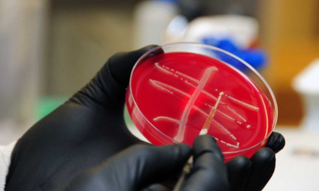 Rare Superbug Gene Discovered on U.S. Pig Farm